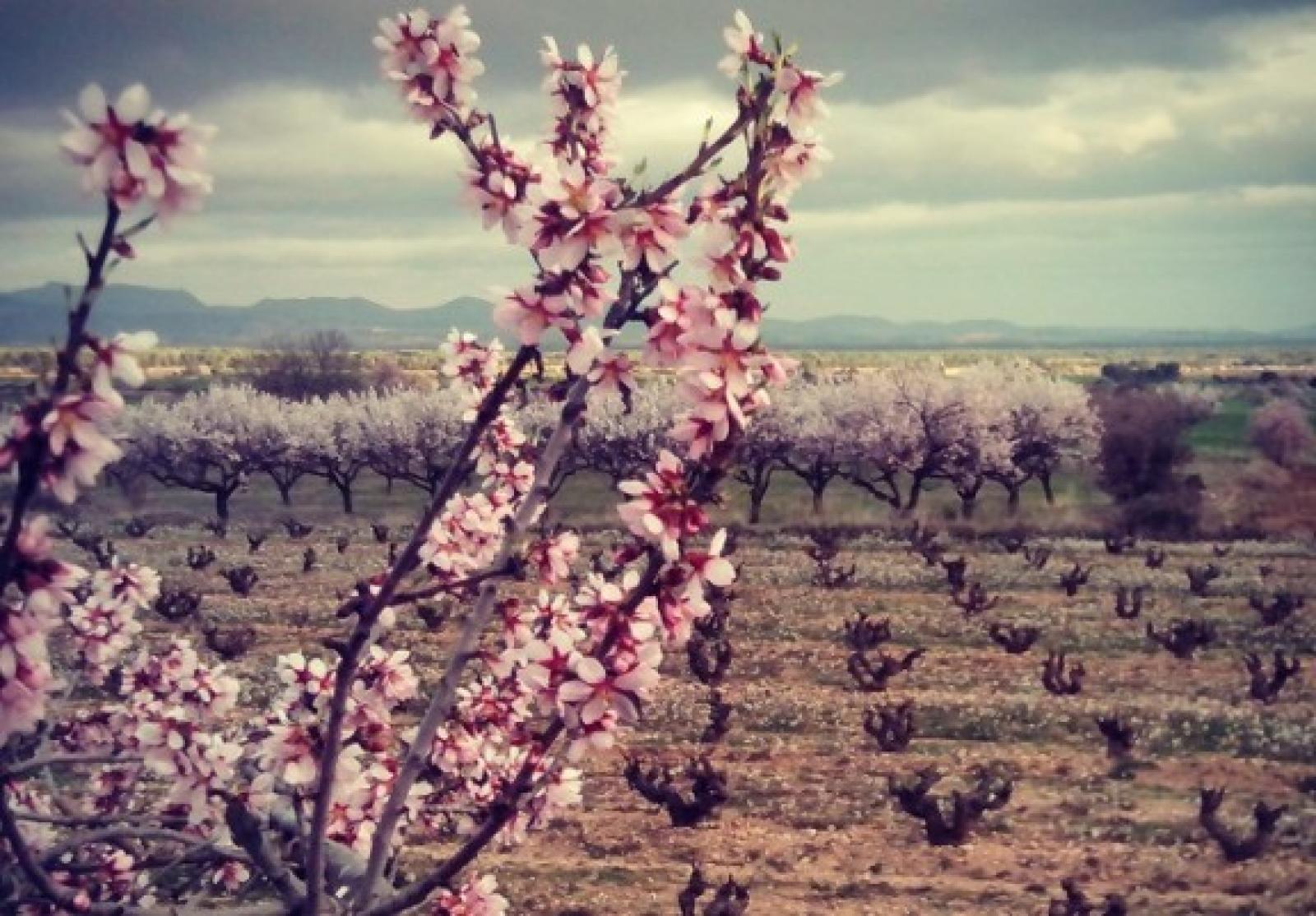 Postals de primavera entre vinyes