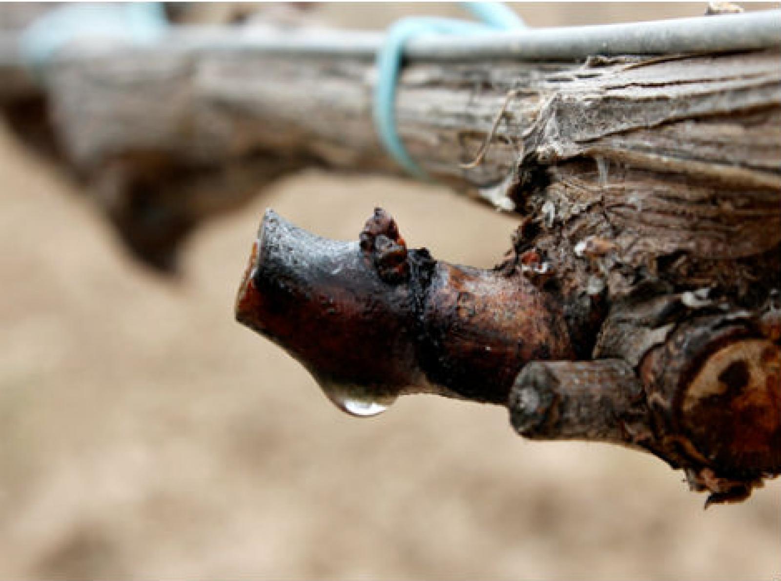 Imatge d'un cep amb el degoteig d'aigua que demostra l'inici de l'etapa de brot / Cedida