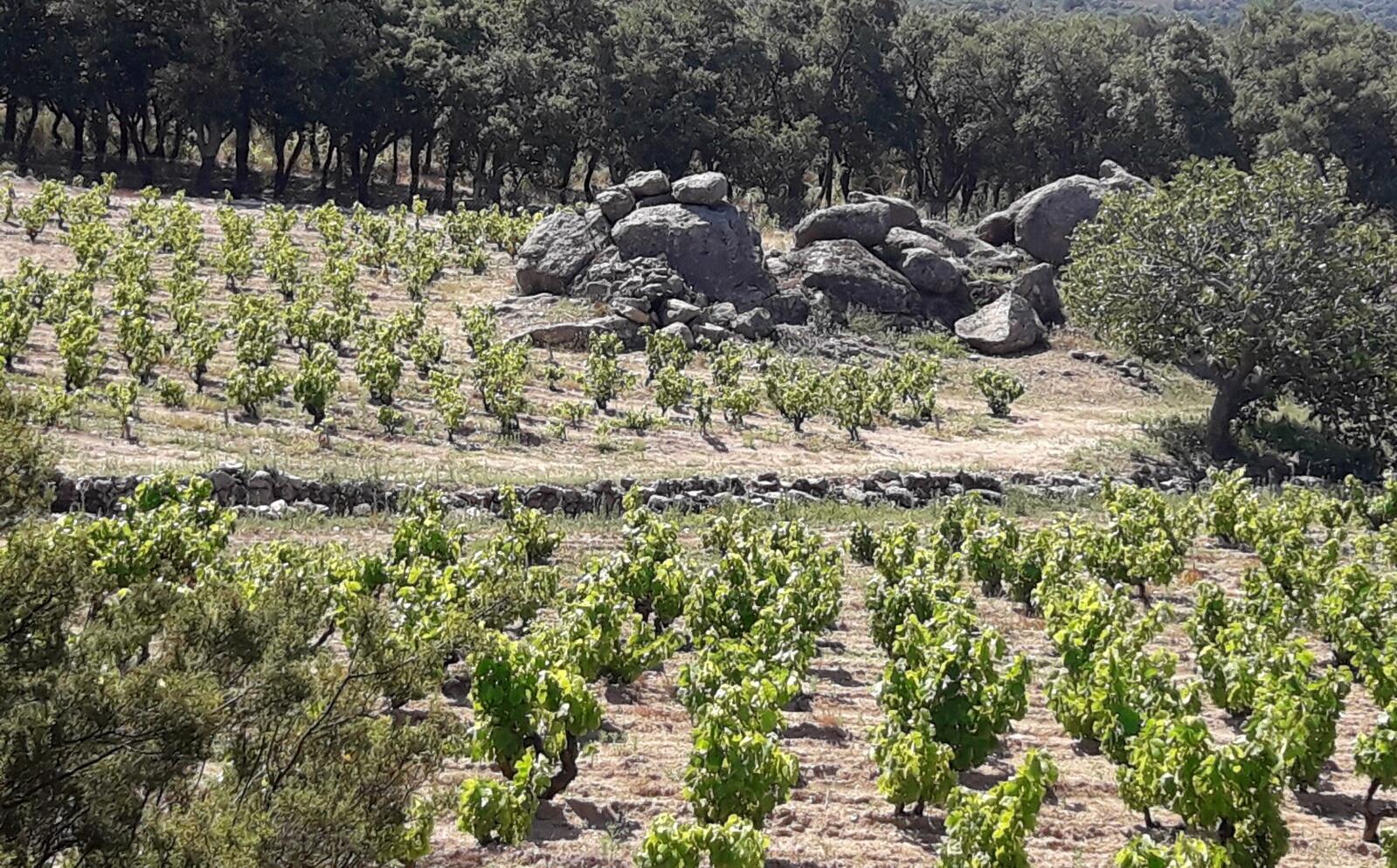 Carinyena blanca a la finca Puigquebell d'Espolla