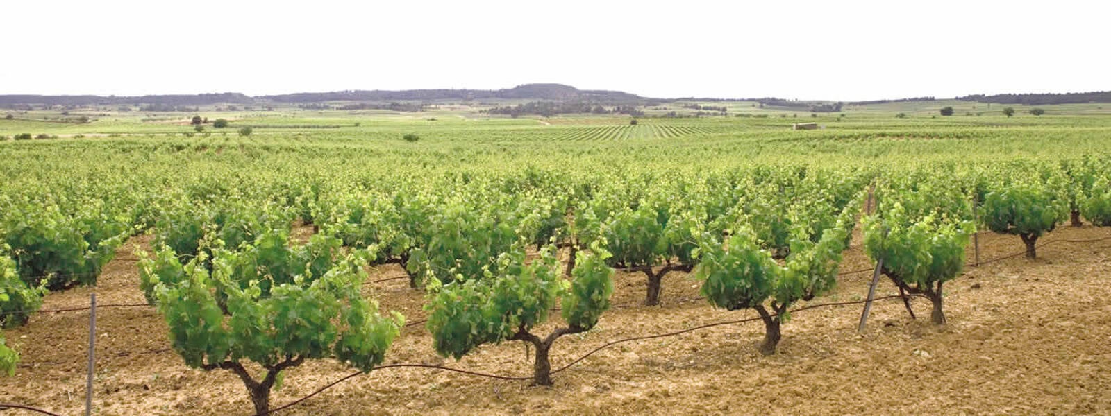 Viñas de cava a Requena