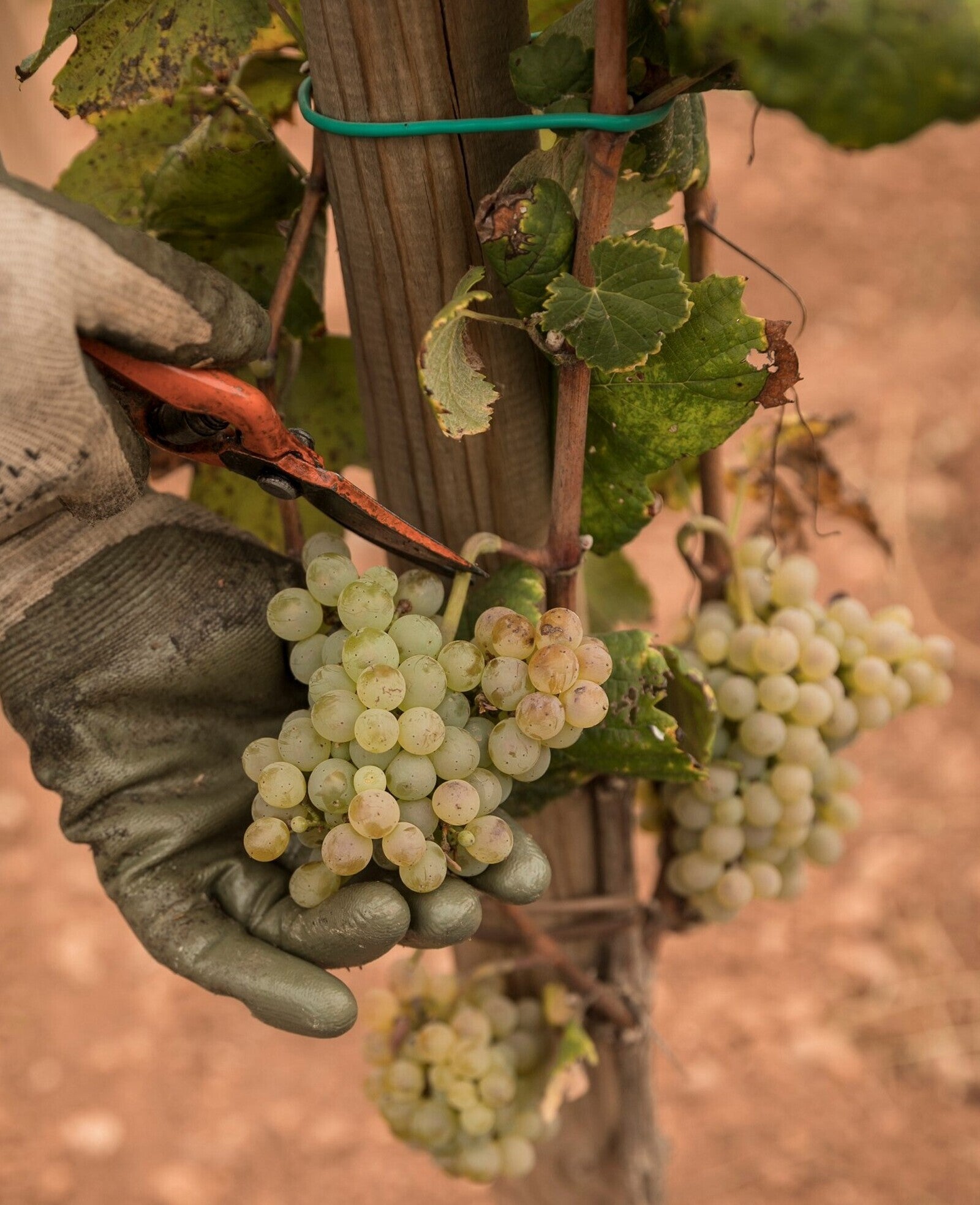 La forcada, una de les varietats ancestrals recuperada
