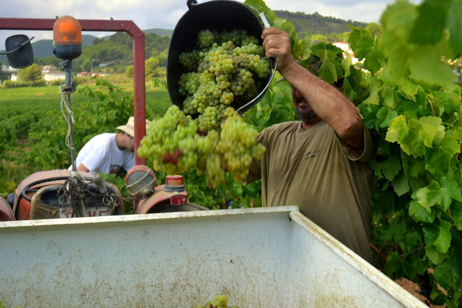 Verema DO Penedès