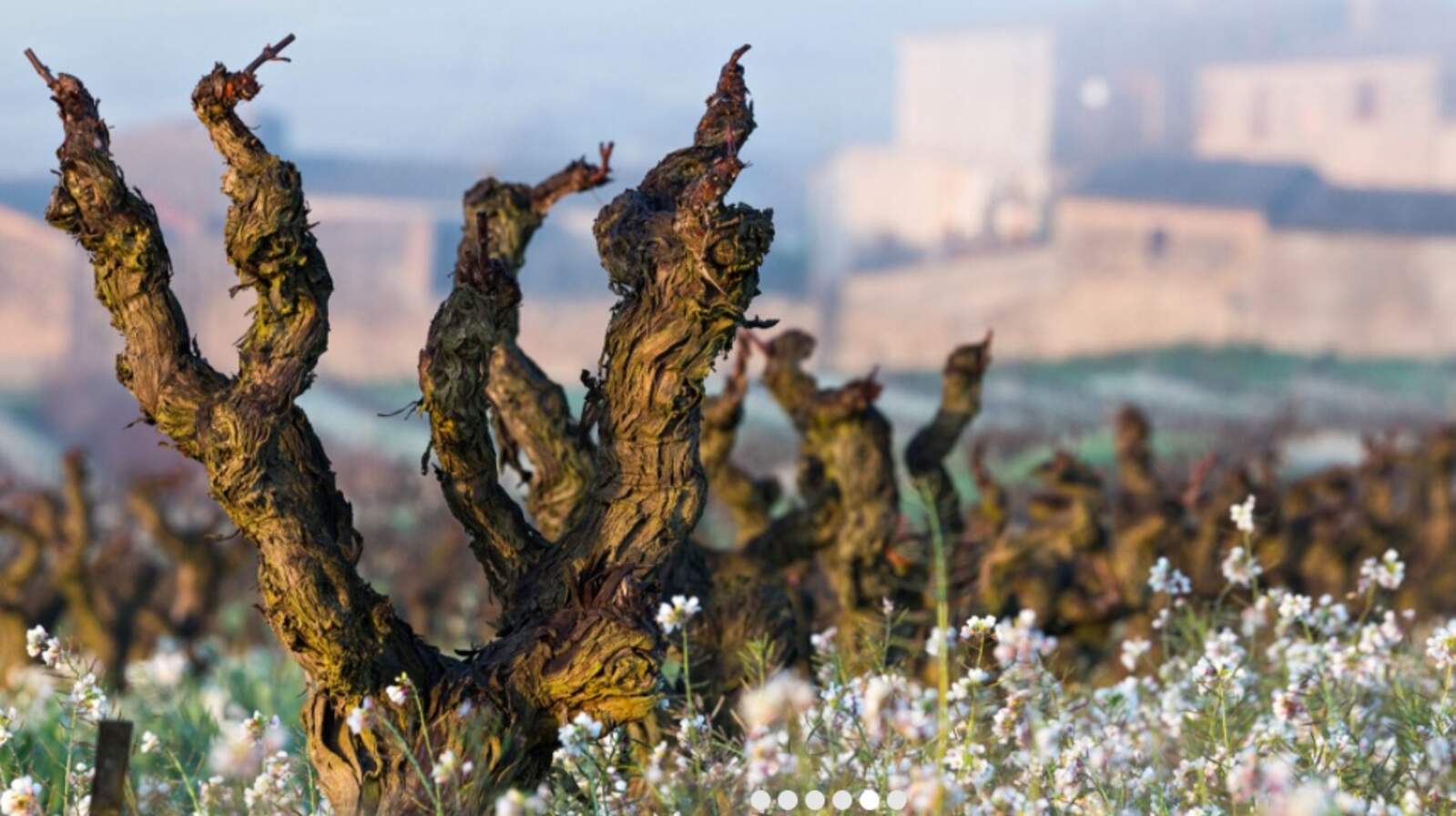 Vins El Cep està format per quatre finques veïnes al Penedès que han patit el sefectes del míldiu