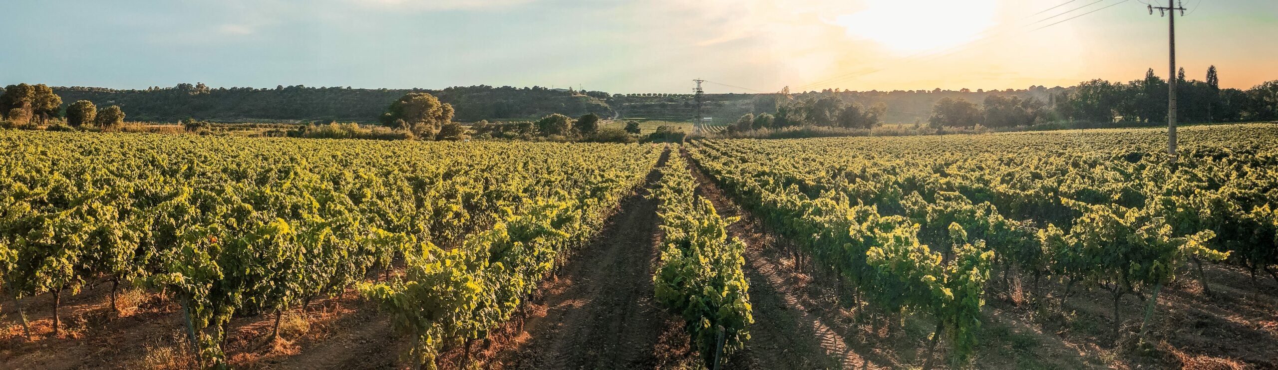 Vinyes del celler Vives Ambròs