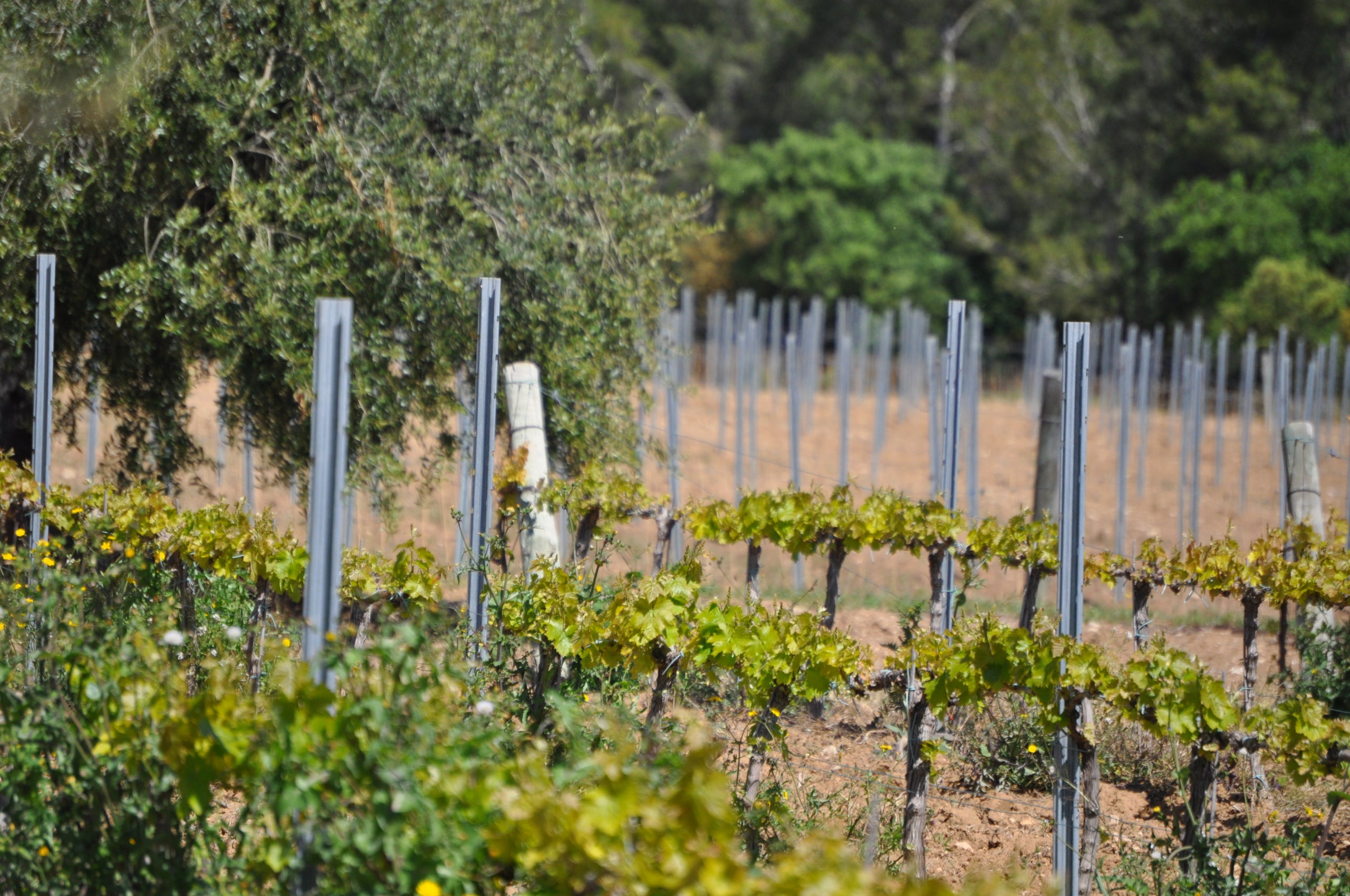Paisatge agroforestal al Penedès | Soazig Darnay