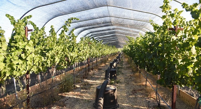 Exposició artificial de vinyes al fum per observar-ne els efectes al raïm | Universitat Estatal de Washington