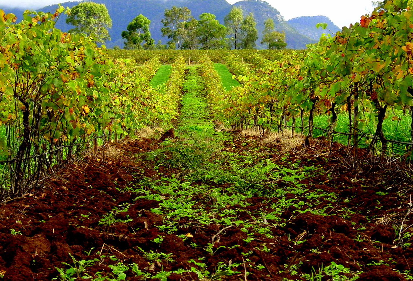 Austràlia té un problema molt greu de sobreproducció de raïm i vi a causa de l'embarg comercial de la Xina | Wikimedia Commons
