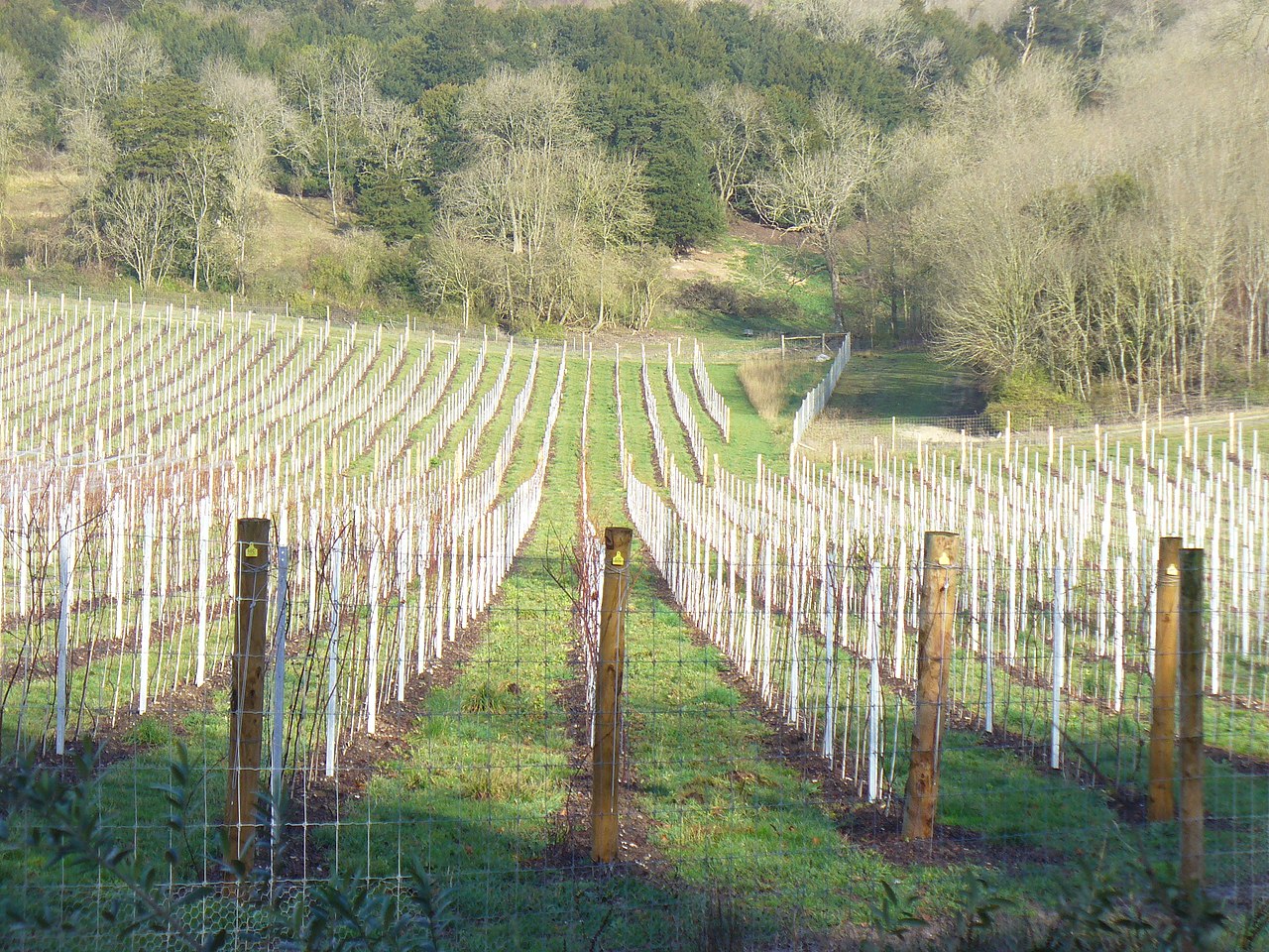 La superfície de vinya al Regne Unit pot créixer a mesura que les temperatures augmentin i, amb elles, la qualitat dels seus vins | Wikimedia Commons