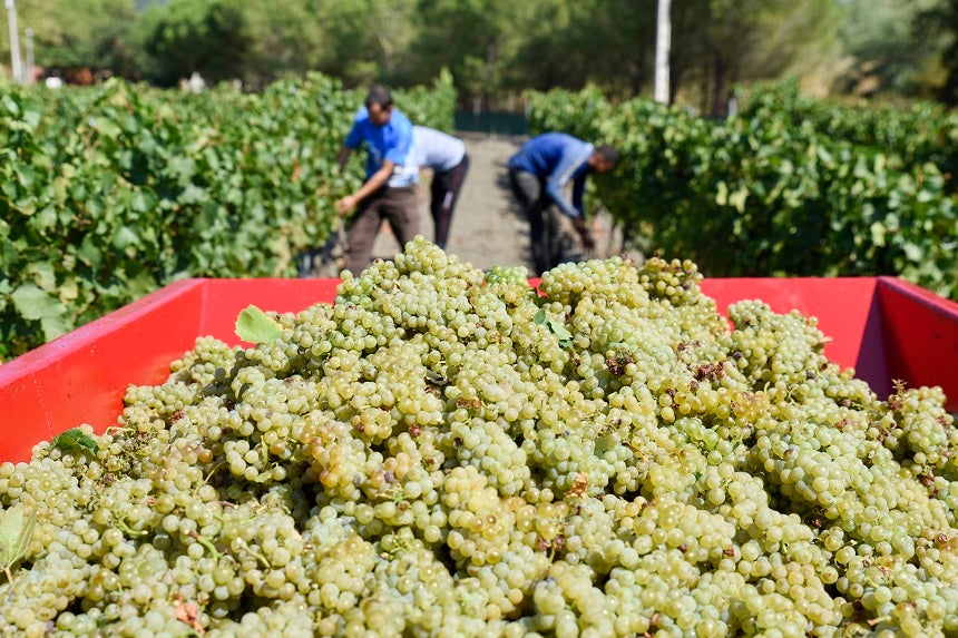 En alguns sectors, com el del vi, l'estacionalitat de les necessitats energètiques podria permetre grans estalvis si la llei els permetés canviar la potència contractada segons l'època de l'any | Celler Cooperatiu d'Espolla