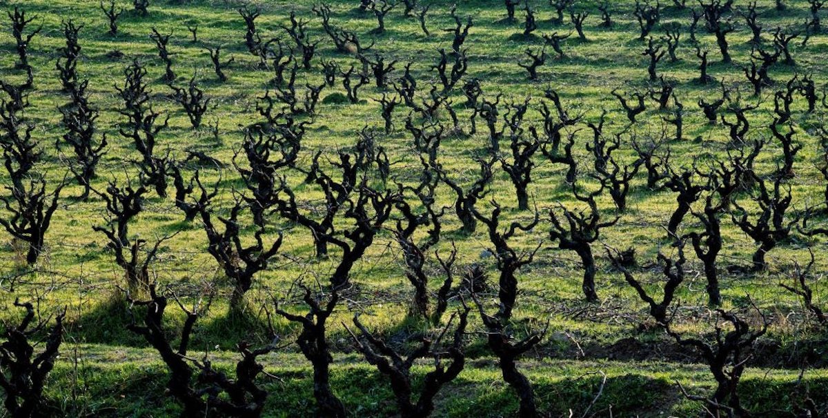 Paisatge de vinyes al Penedès | Foto: Eudald Massana 