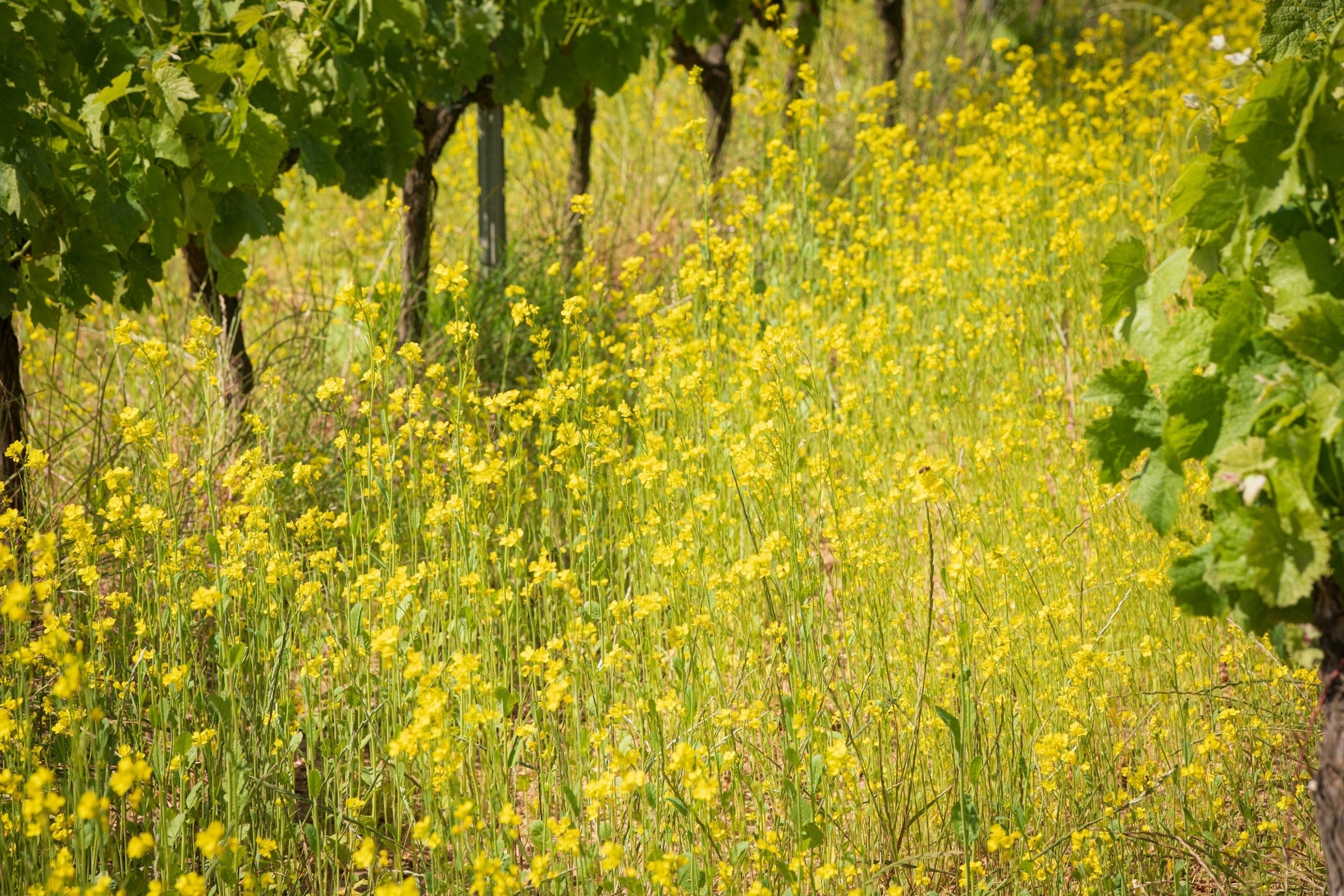Imatge de flors enmig de la vinya, un dels pilars de la viticultura regenerativa 