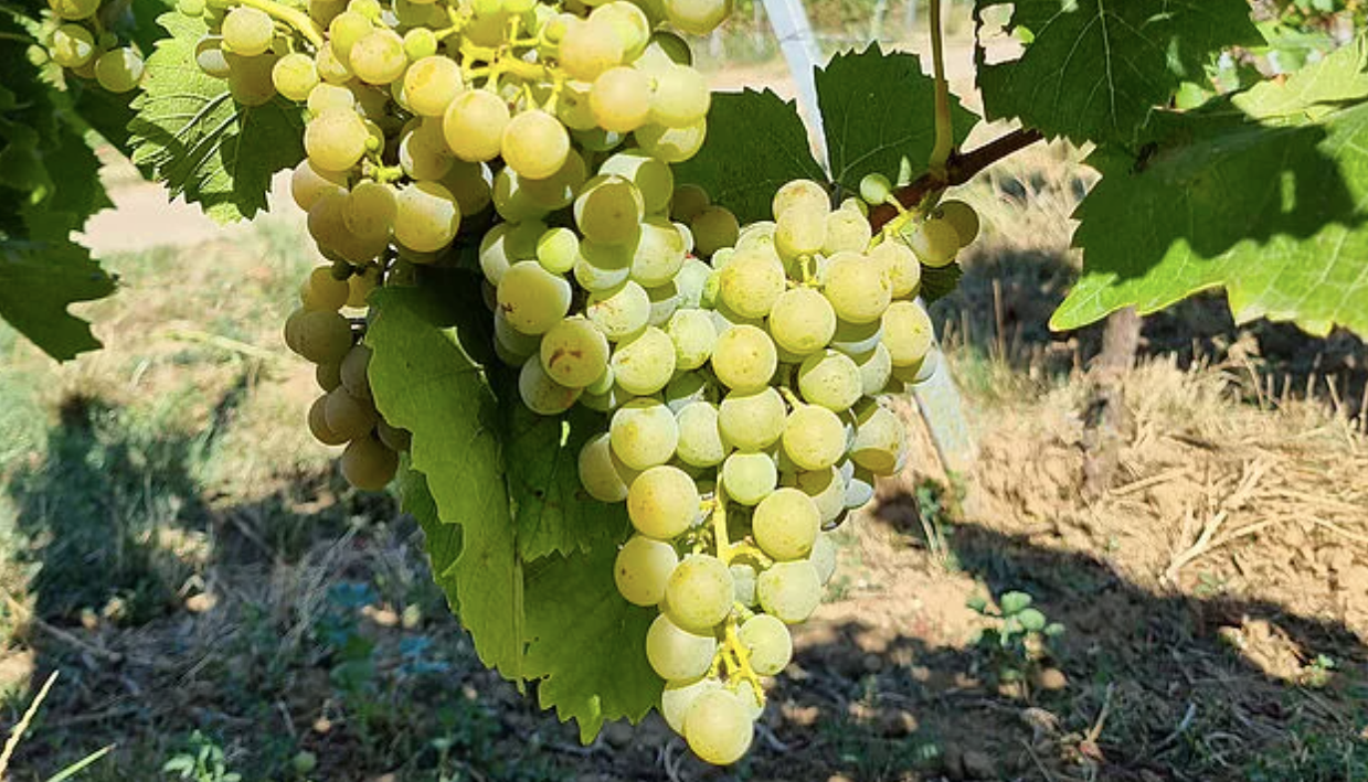 La Sauvignac és una de les varietats que ben aviat podrien ser emprades per a fer vi de Bordeus | Institut Alemany del Vi