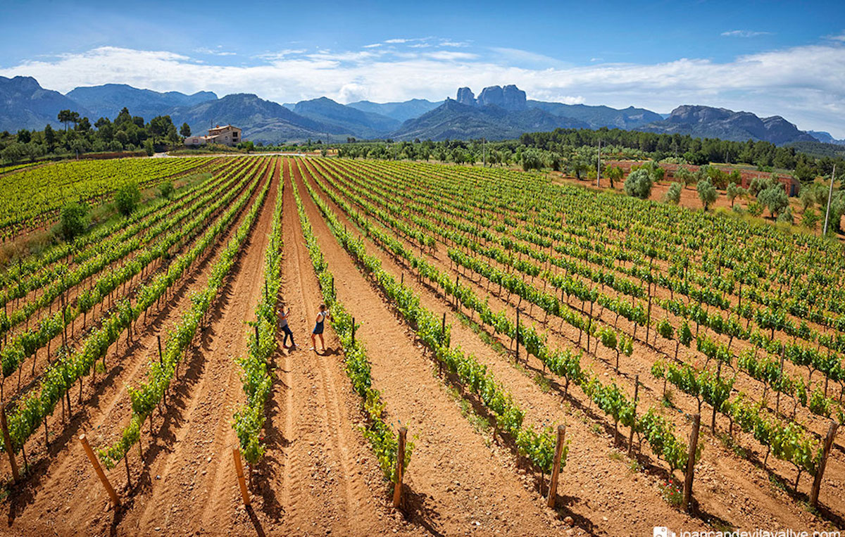 Paisatge de vinyes de la Terra Alta | Foto: Ruta DO Terra Alta 