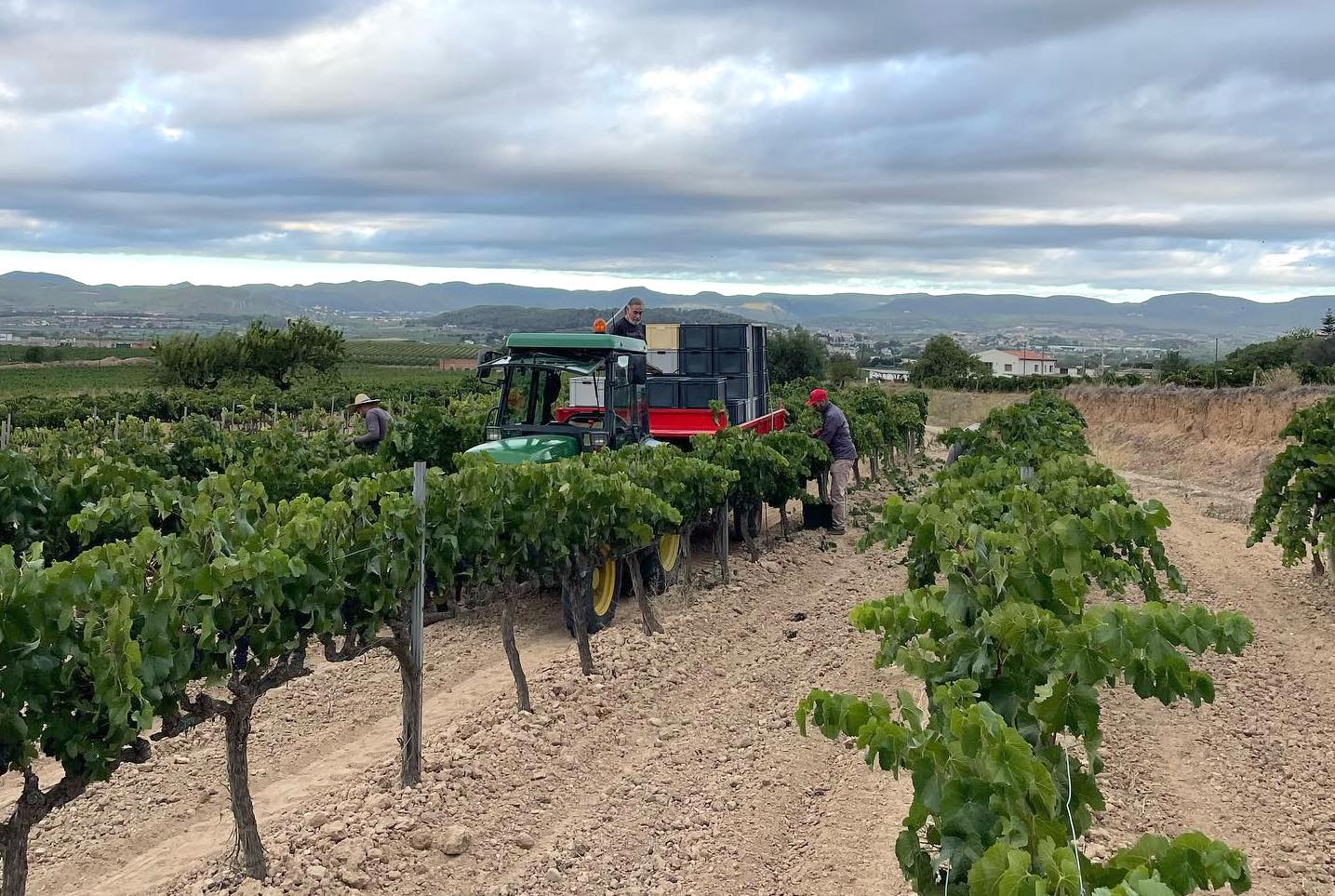 Gramona estrena campanya 2023 collint el pinot noir de Mas Escorpí | Foto: Roc Gramona 