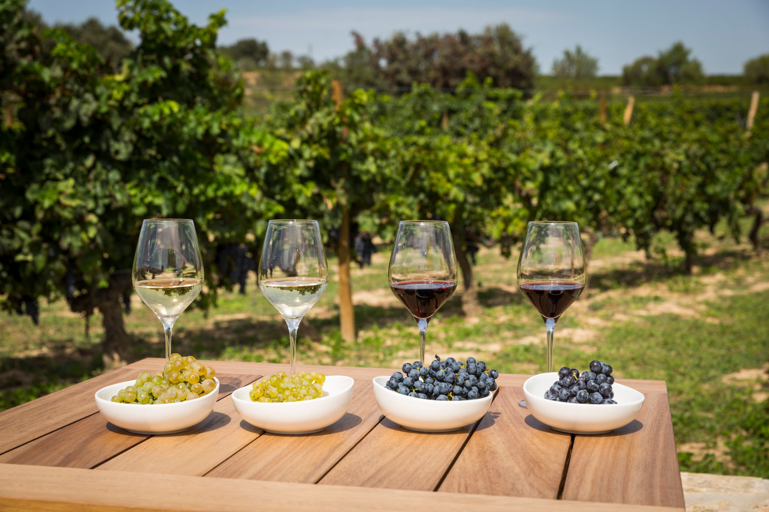 Activitats de verema al Penedès, amb Família Torres | Foto: cedida 