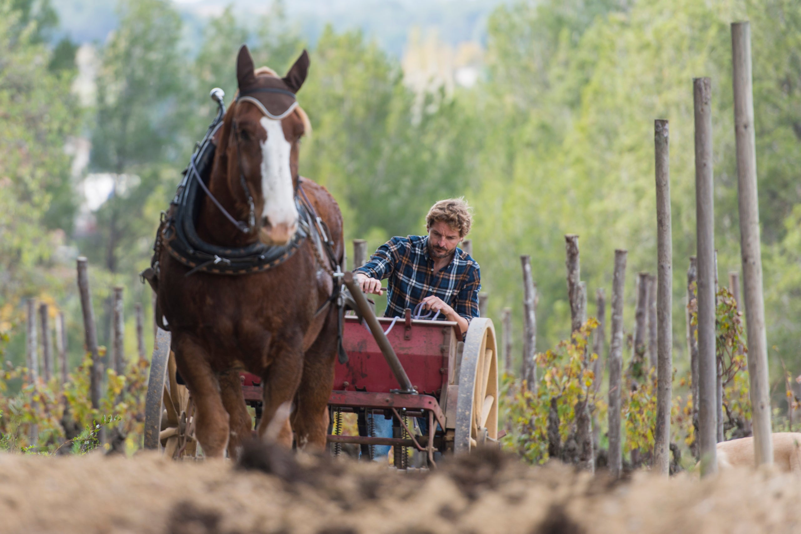 Els projectes de Pepe Raventós aposta per recuperar els cavalls a la vinya | Foto: Emma Roda, Raventós i Blanc 