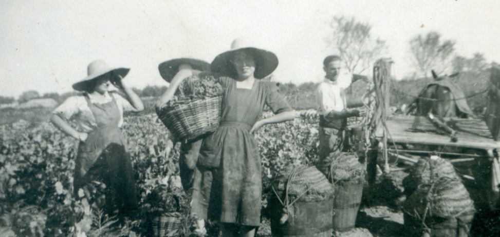 Las cooperativas salvaron grandes regiones del campo catalán durante el peor momento de la historia de la vitivinicultua del país | Castell de Oro