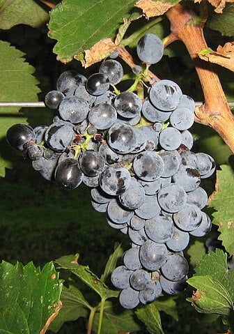 La Saperavi es la variedad negra más conocida de Georgia | Lebowskyclone / Wikimedia Commons (CC BY-SA 3.0)