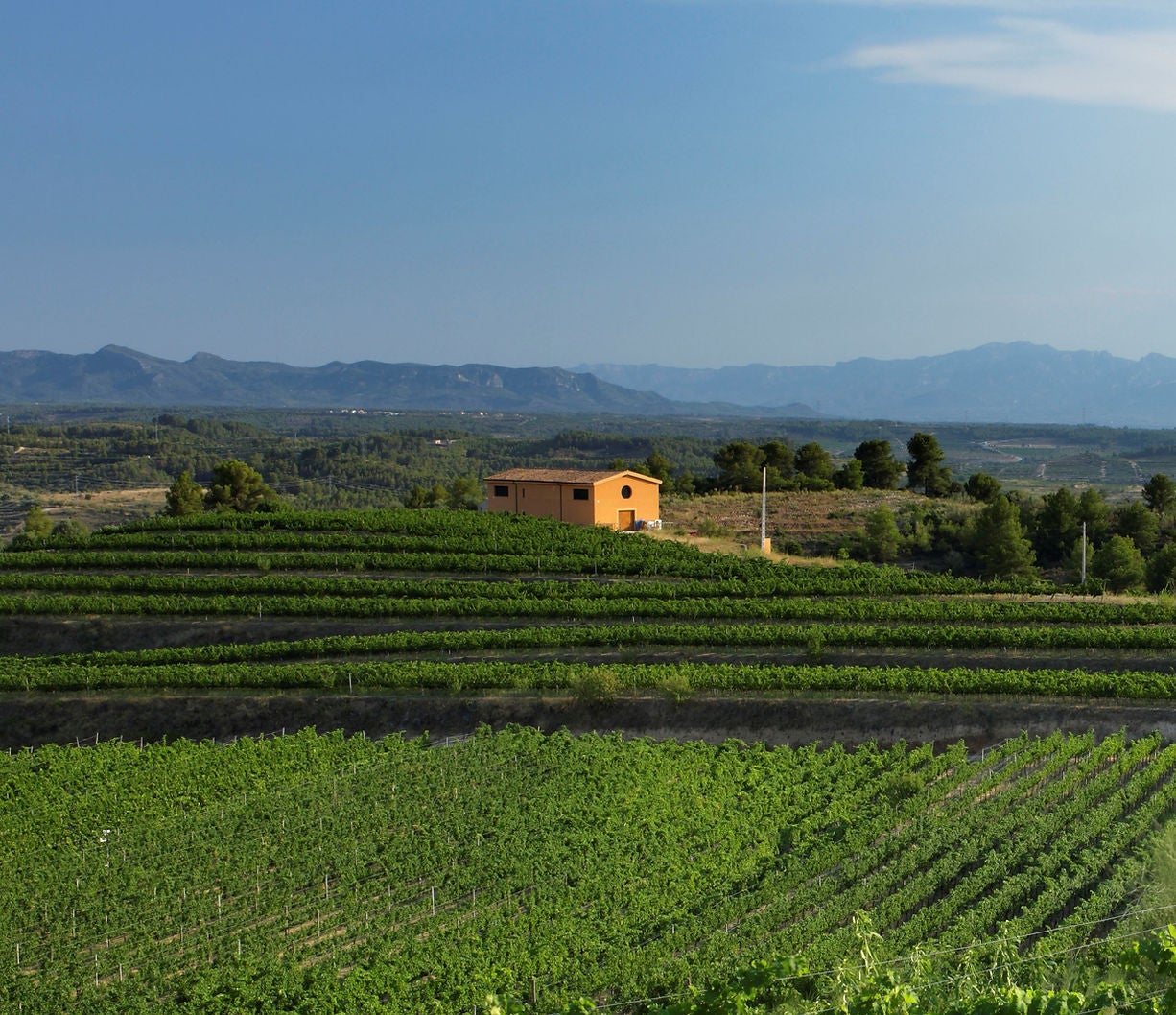 Vinyes de Clos Galena al Priorat | Foto: celler