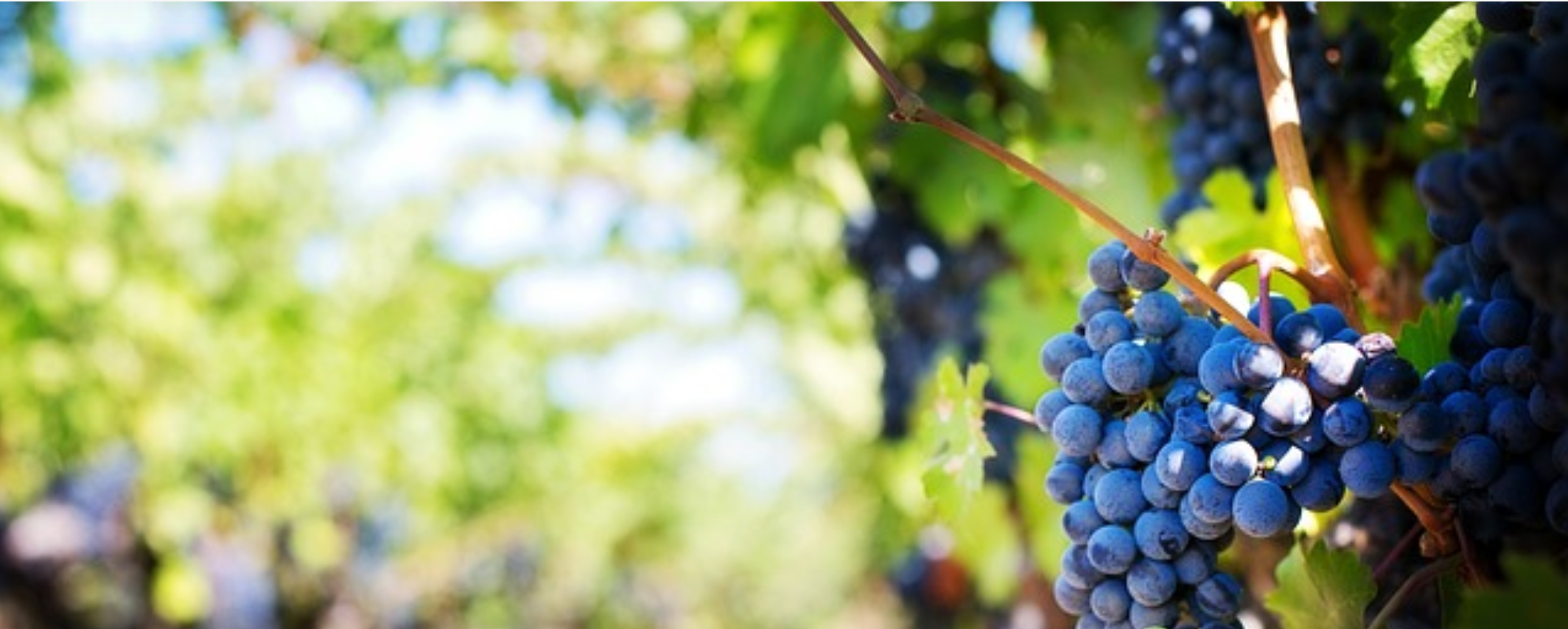 Una finca de vinya de raïm negre | Foto: Institut Agrícola Sant Isidre 