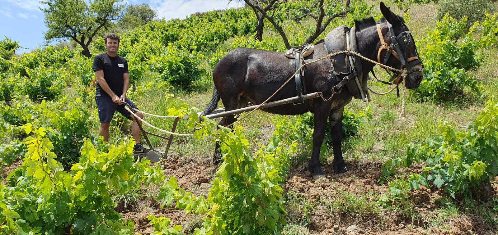 Albert Jané, treballant les vinyes de l'Etern al Priorat | Foto: cedida 
