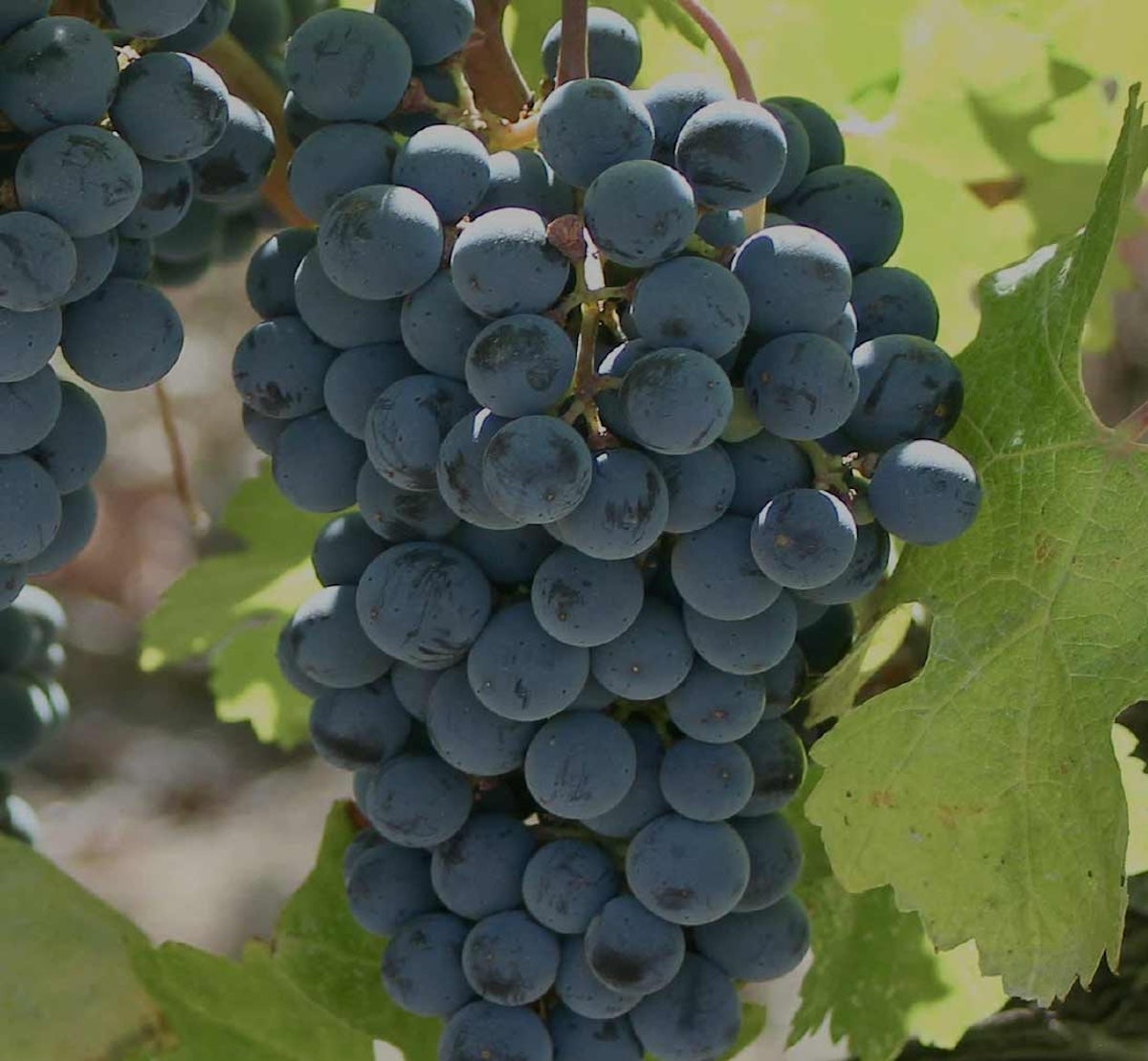La carinyena és una varietat tradicional de la viticultura catalana, amb bona presència al Priorat | Foto: Cellers de Porrera