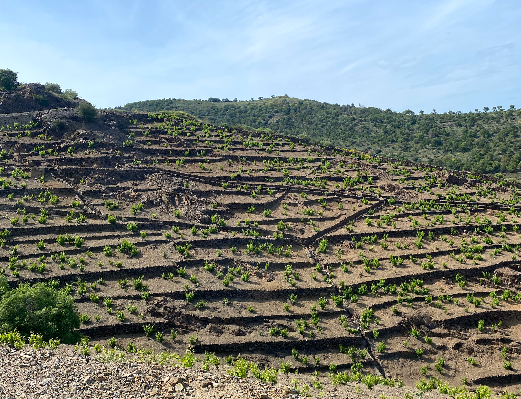 La major part de les vinyes de la regió estan plantades en pendent | Foto: E.V. 