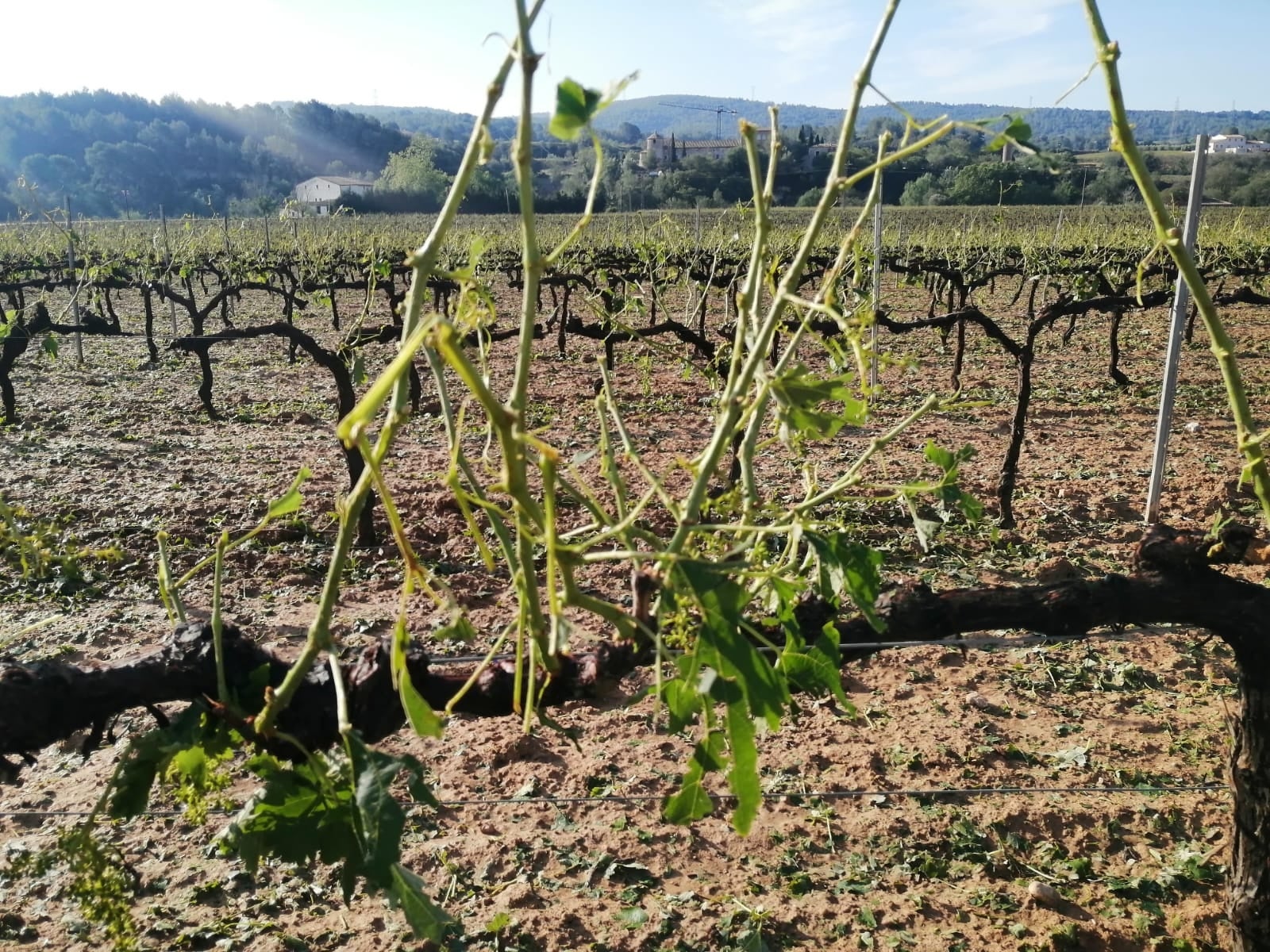 Cep afectat per la calamarsada al Penedès | Foto: cedida 