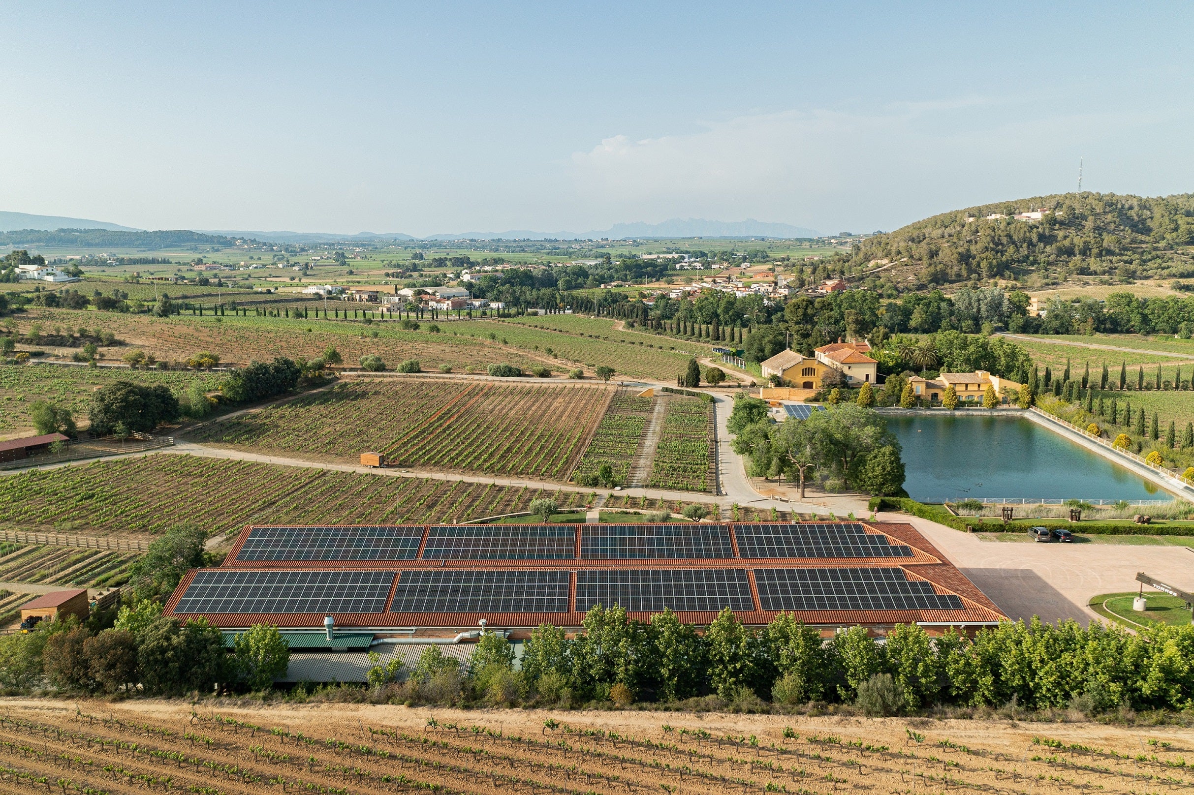 Paisatge de vinyes, amb panels solars i una de les basses de la marca | Família Torres 