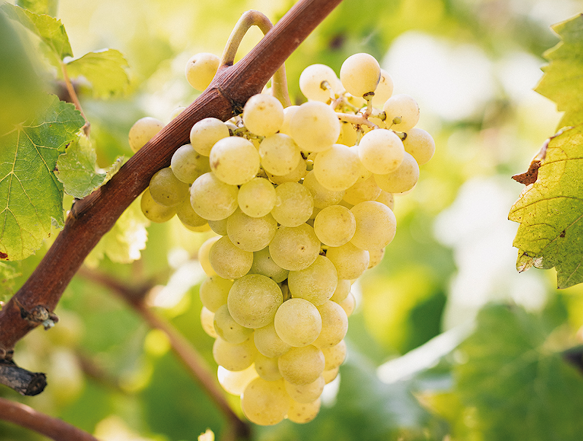 Gotim de macabeu, una de les tres varietats incloses en l'estudi de costos | DO Cava 