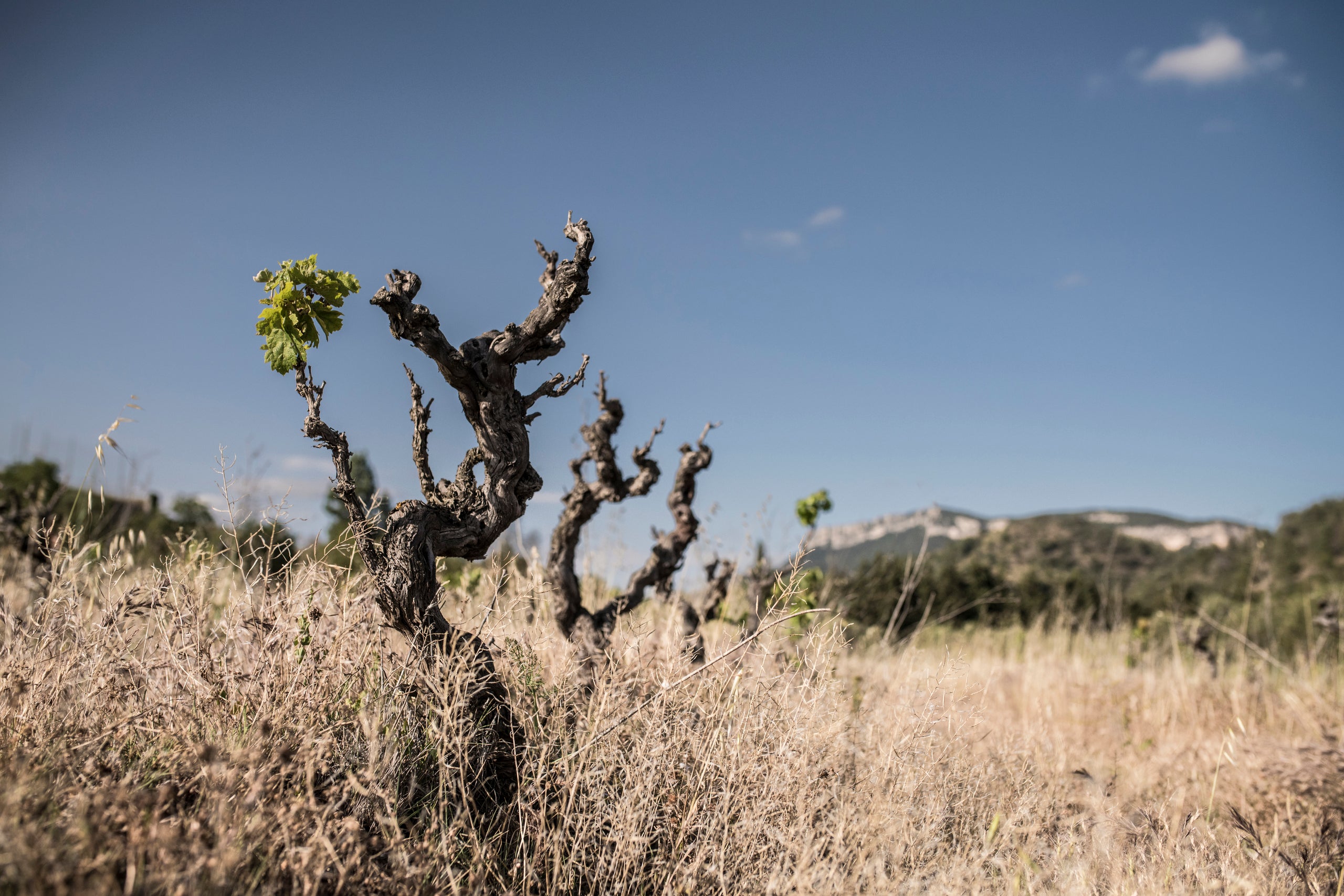 Els vins de la DOQ Priorat i DO Montsant, protagonistes d'aquesta cita cultural prioratina | Terrer 