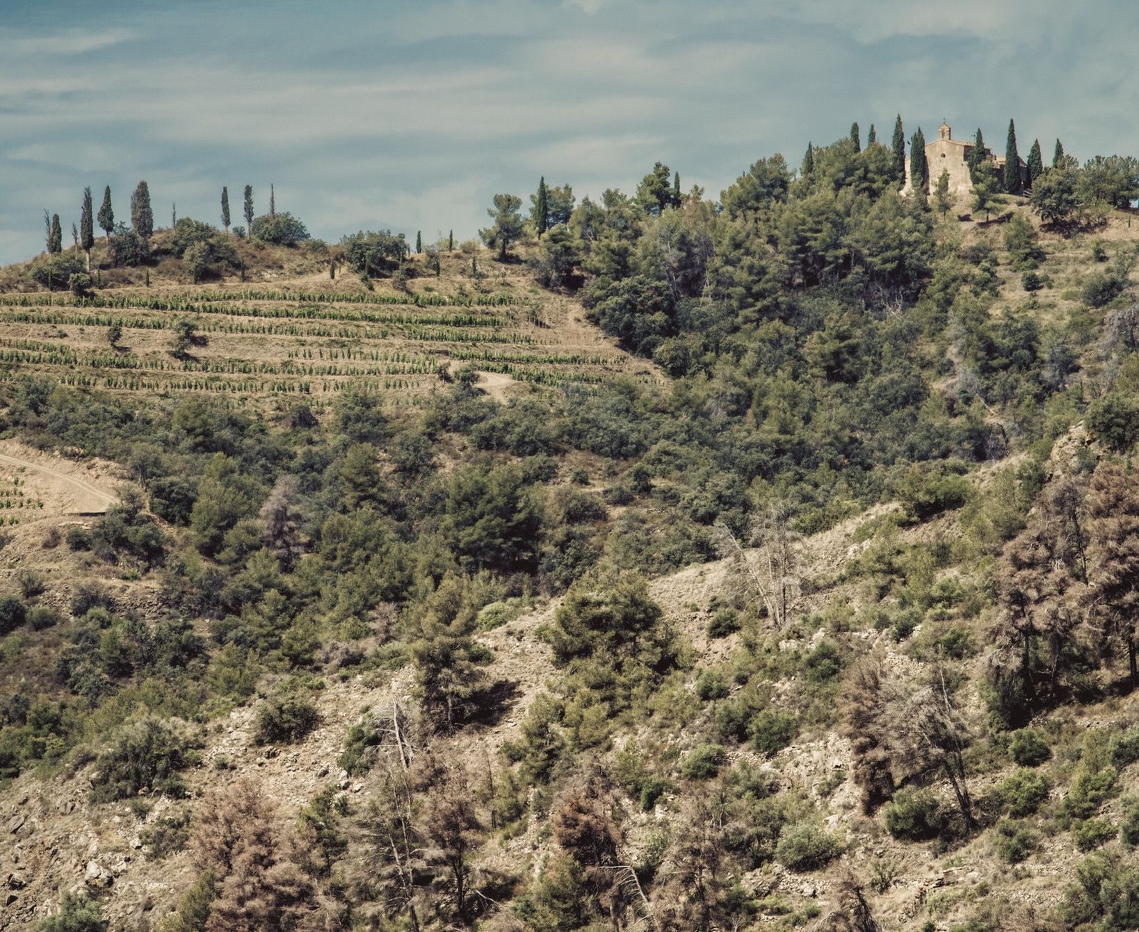 El Festival Terrer Priorat celebra enguany la vuitena edició | Terrer 