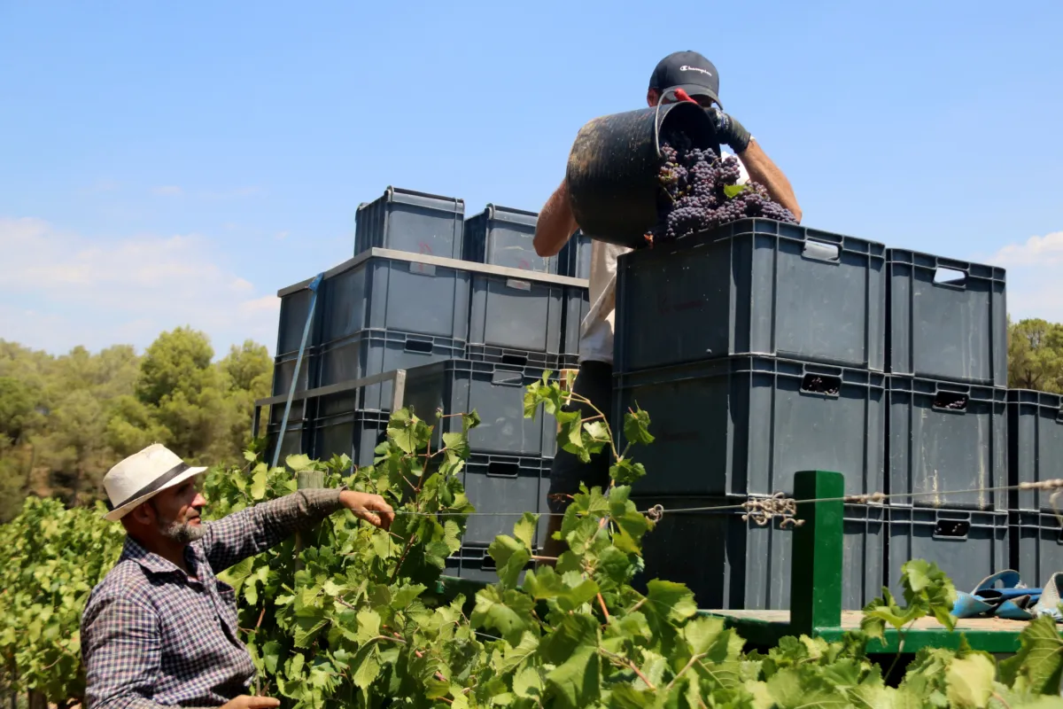 Veremadors durant la collita de la DO Penedès del 2022 | ACN
