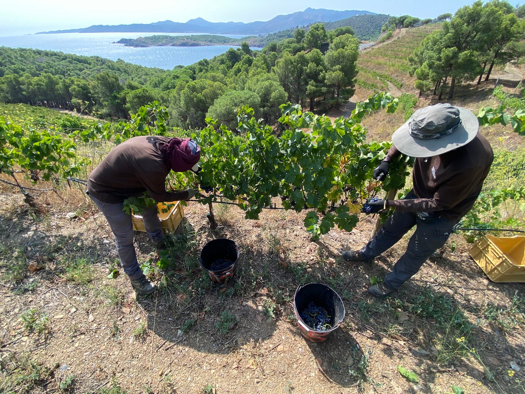 Previsió de verema 2024, des de la Finca Garbet de Perelada | DO Empordà 