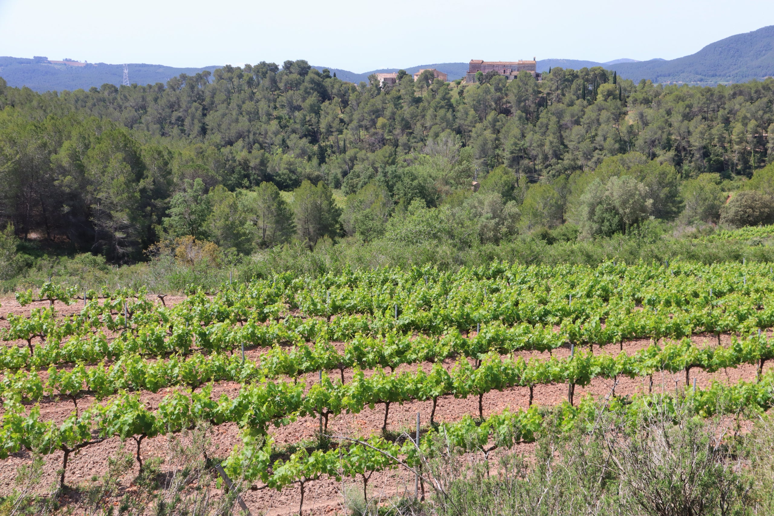 Imagen de un campo de viñedos en el Pla de Manlleu | Foto: ACN 