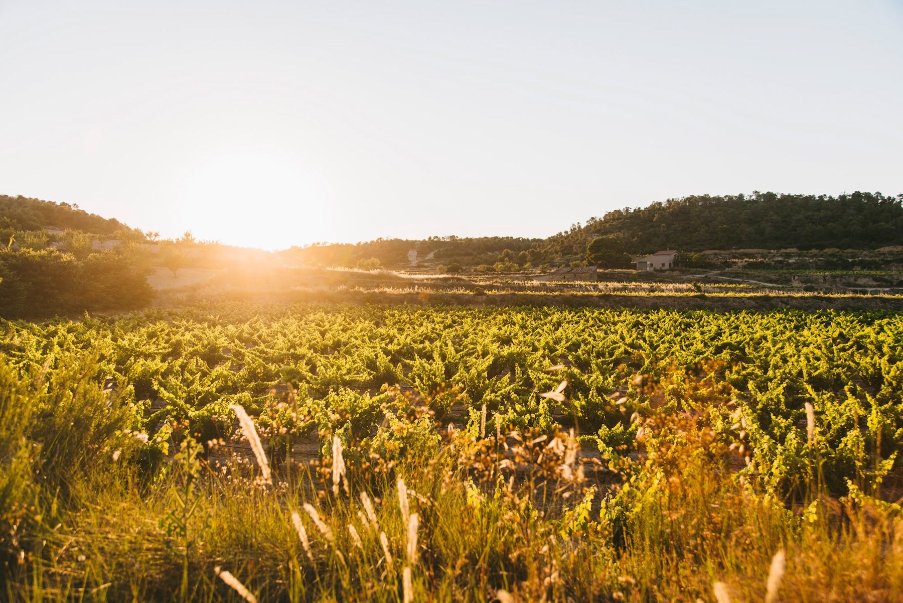 Vinyes del celler LaFou, a Batea | Foto: LaFou 