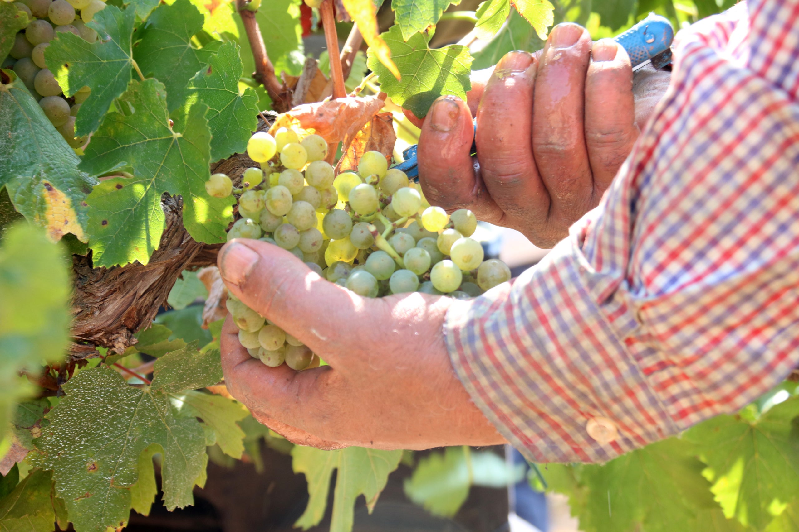 Unes mans agafen un raïm en el moment de collir-lo durant la verema 2024 al Penedès | ACN