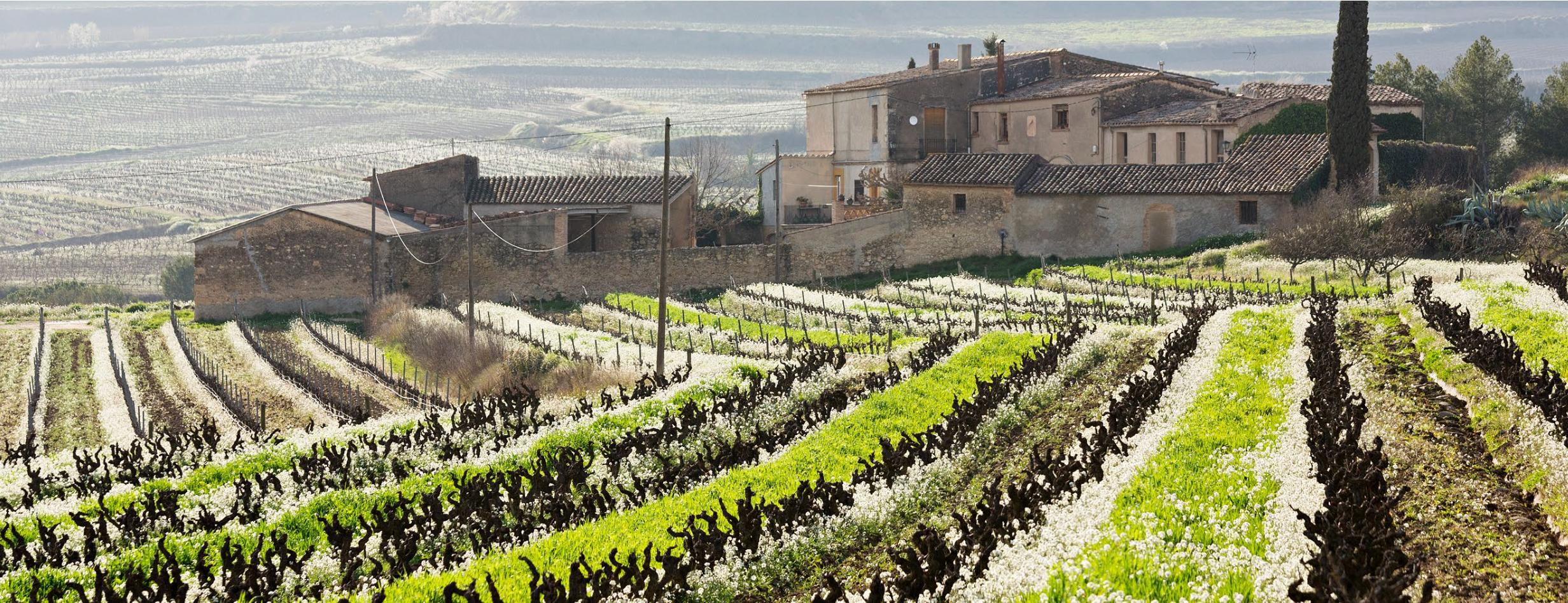 Panoràmica de les vinyes de Vins el Cep | cedida  