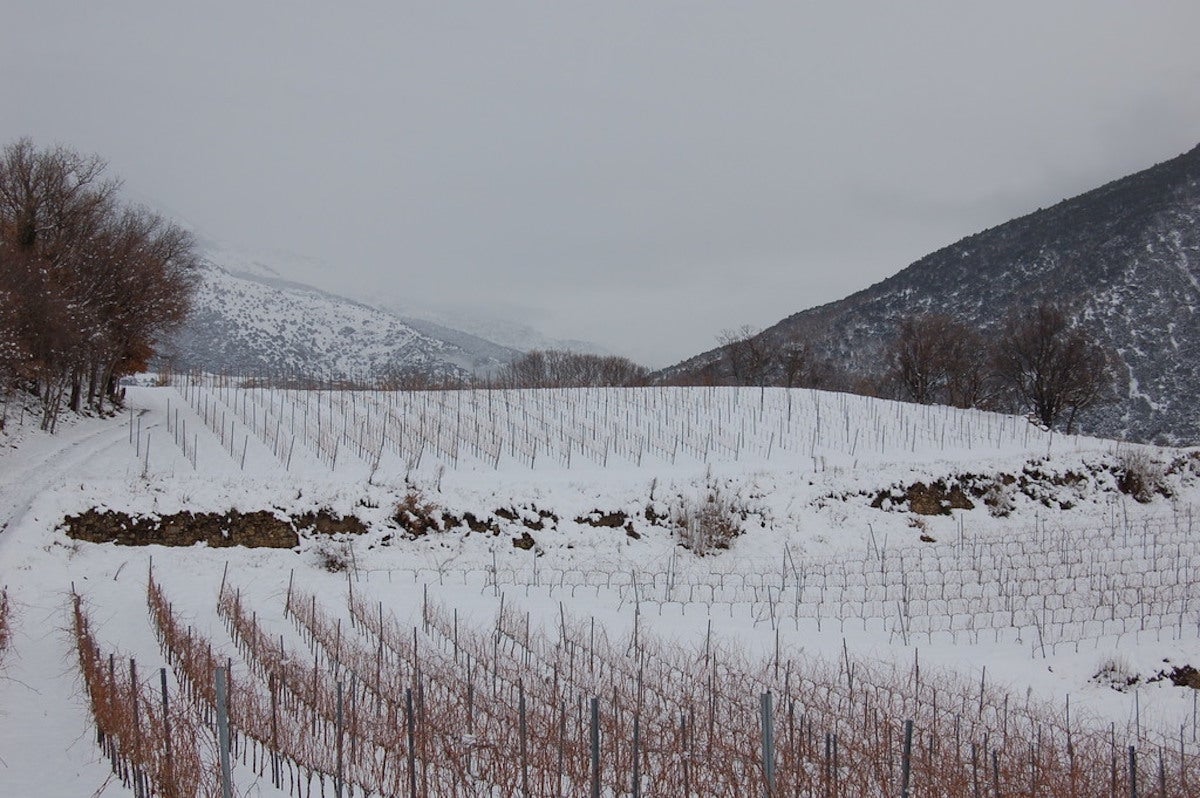 Viñedos de la bodega Batlliu de Sort / Cedida