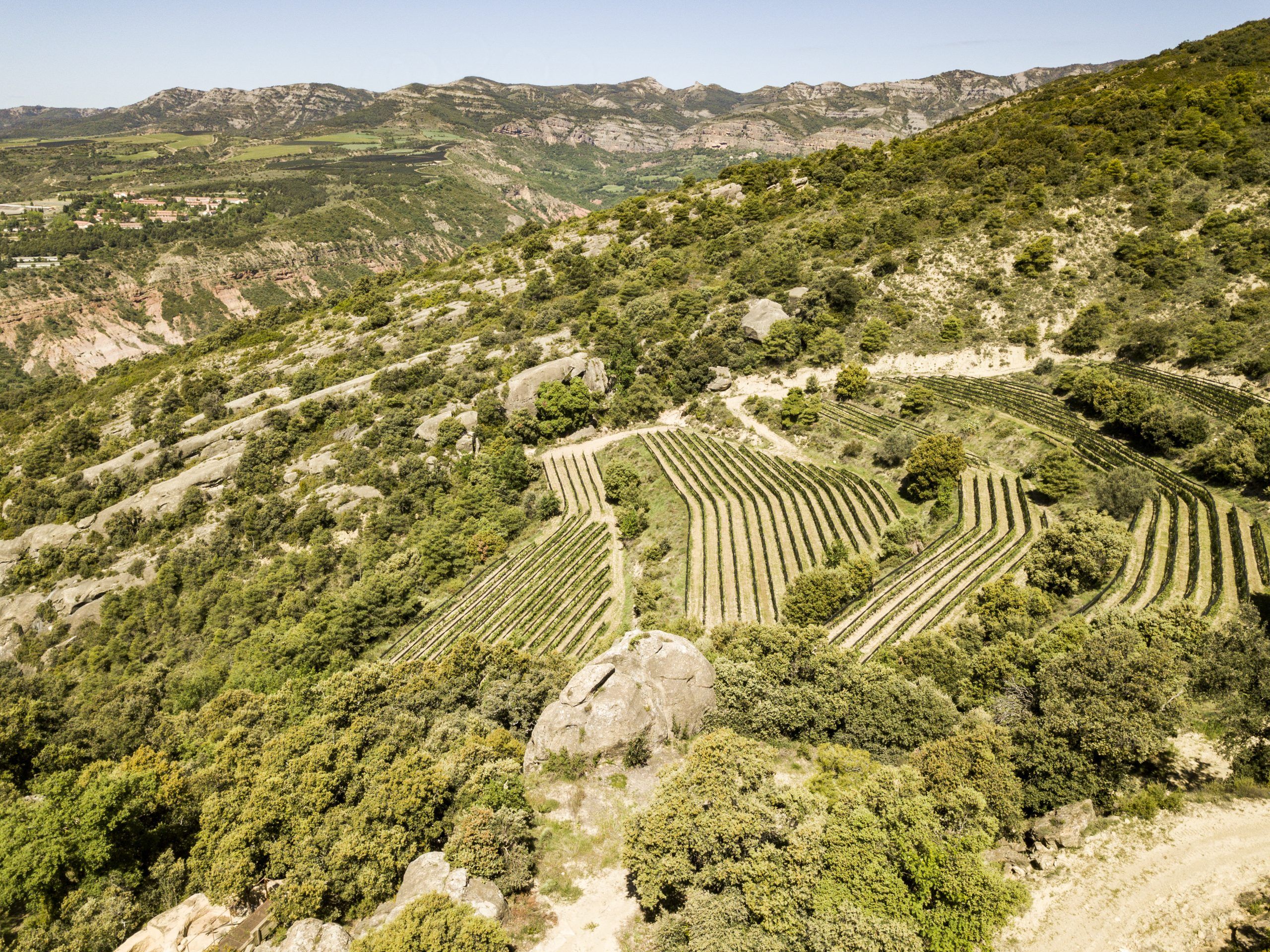 Imagen del viñedo de la bodega Castell d’Encús / Cedida