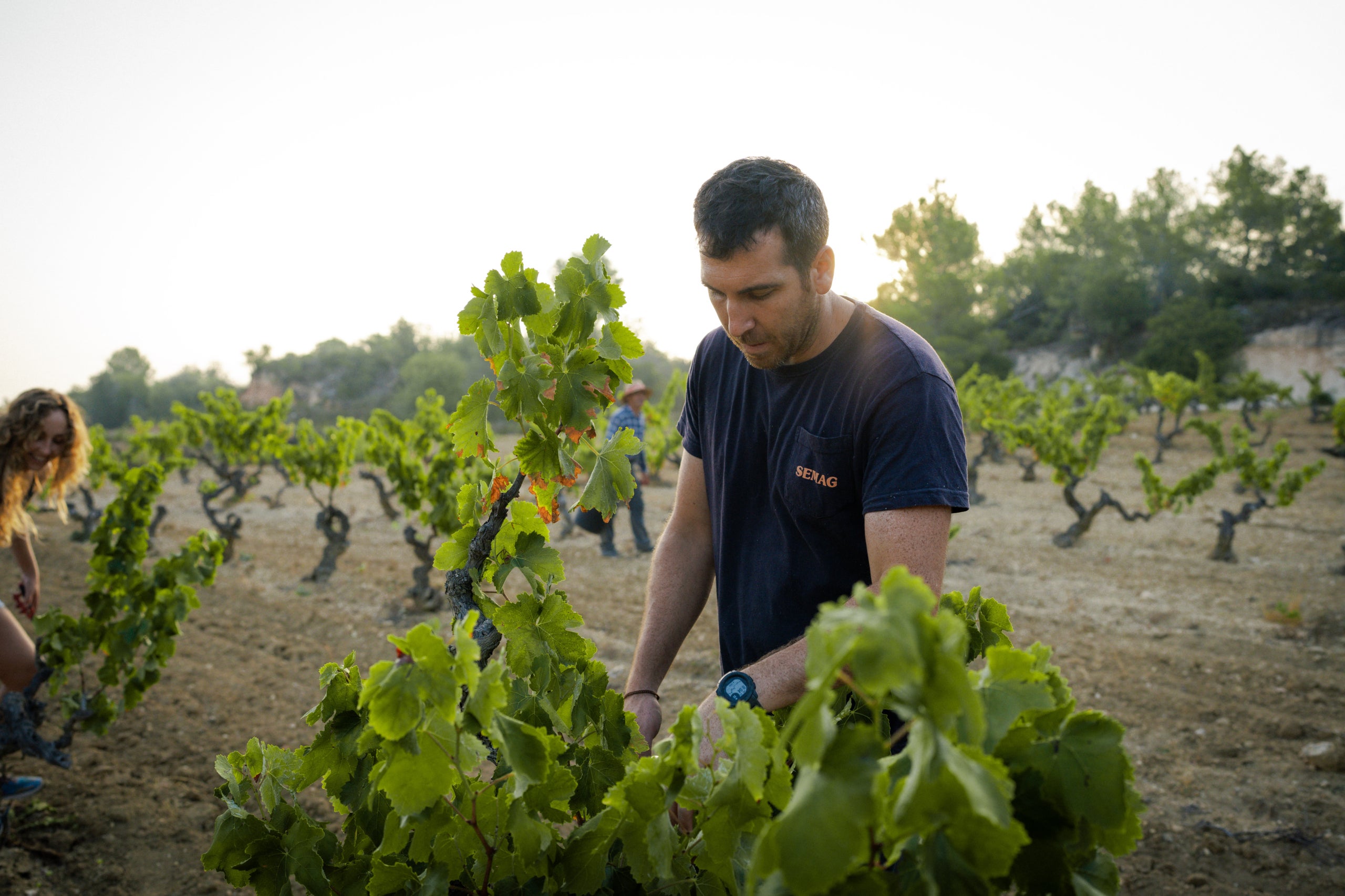 Imatge de la verema del 2024 de Francesc Boronat, del celler Tanca els Ulls / Cedida