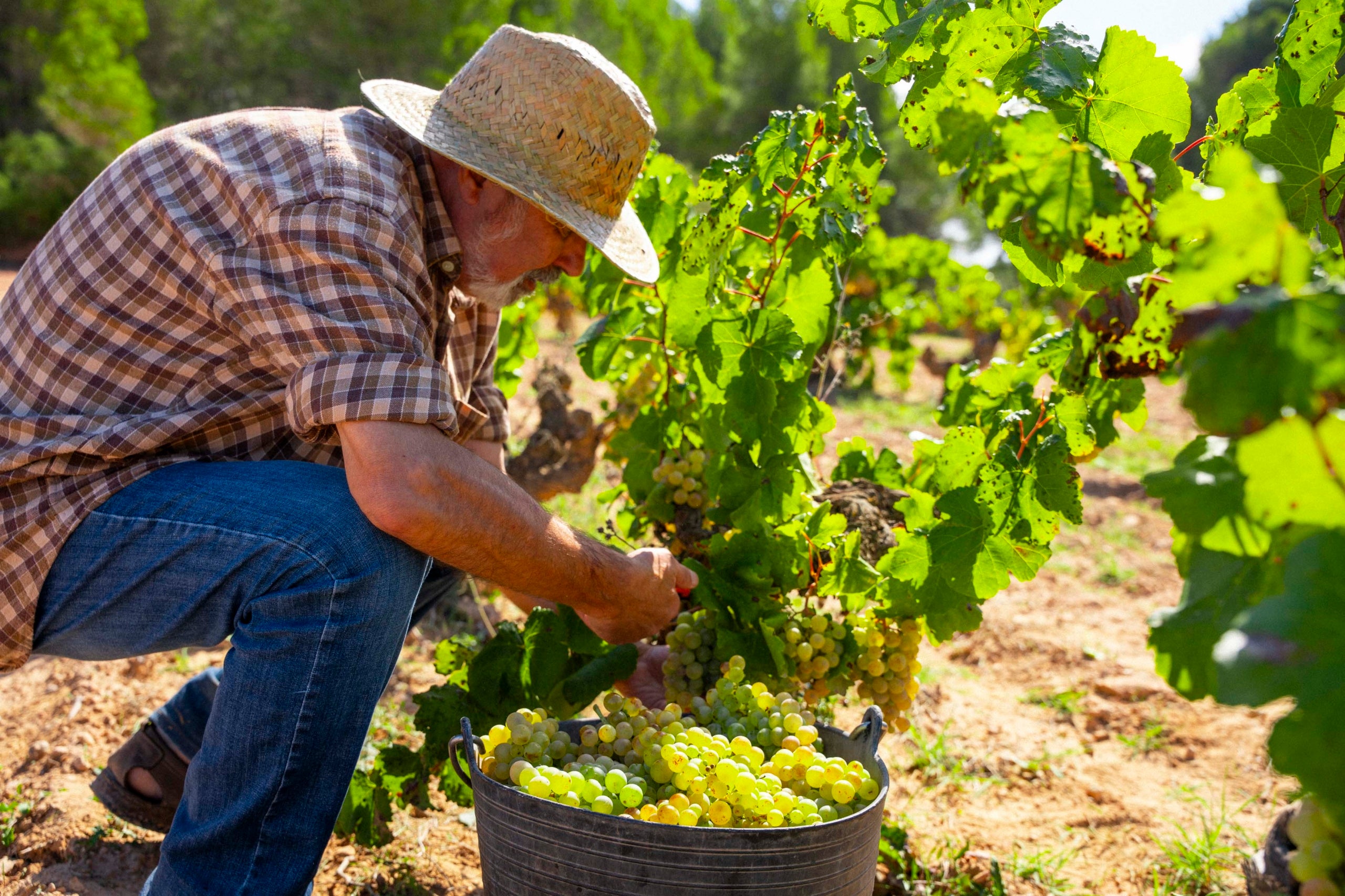 Imatge d'un agricultor de Castell d'Or collint el raïm / Cedida