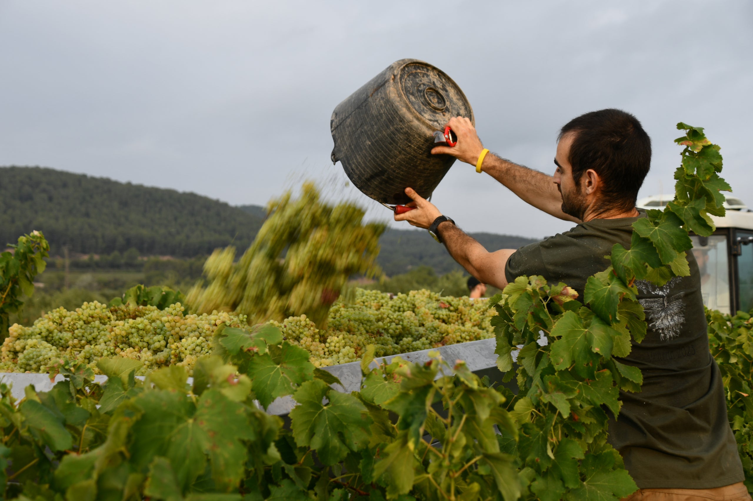 Martí Torrallardona, enòleg del celler la Fita durant la verema del 2024 / Cedida