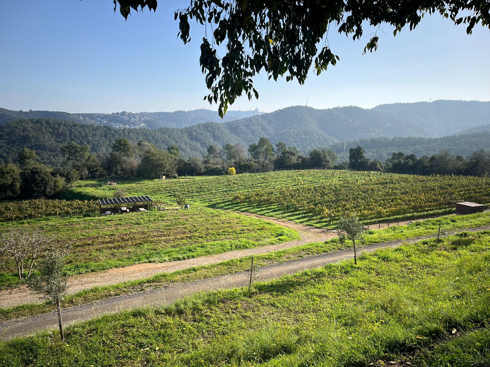 Imatge de les vinyes de Can Calopa, a Collserola / J.C.