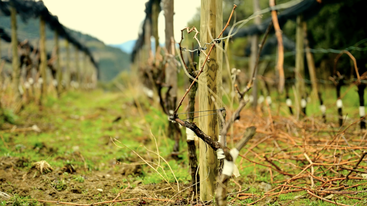 Imatge d'una de les vinyes del celler andorrà Borda Sabaté / Cedida