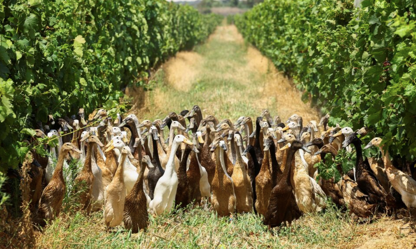 500 oques es passegen per la finca vinícola de Stellenbosch, a Sud-àfrica / Reuters