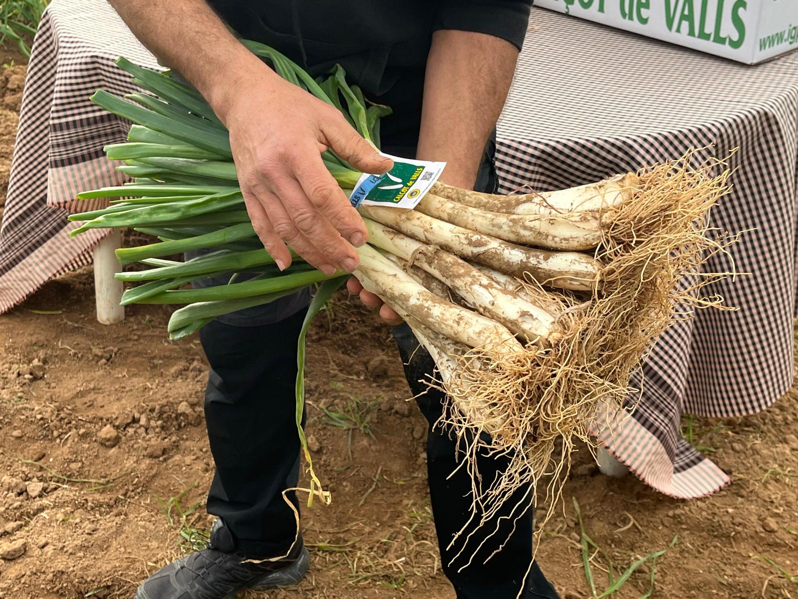 Manojo de calçots certificados con la IGP de Valls de Dani Rovira, de Horta Torrenca / J.C.
