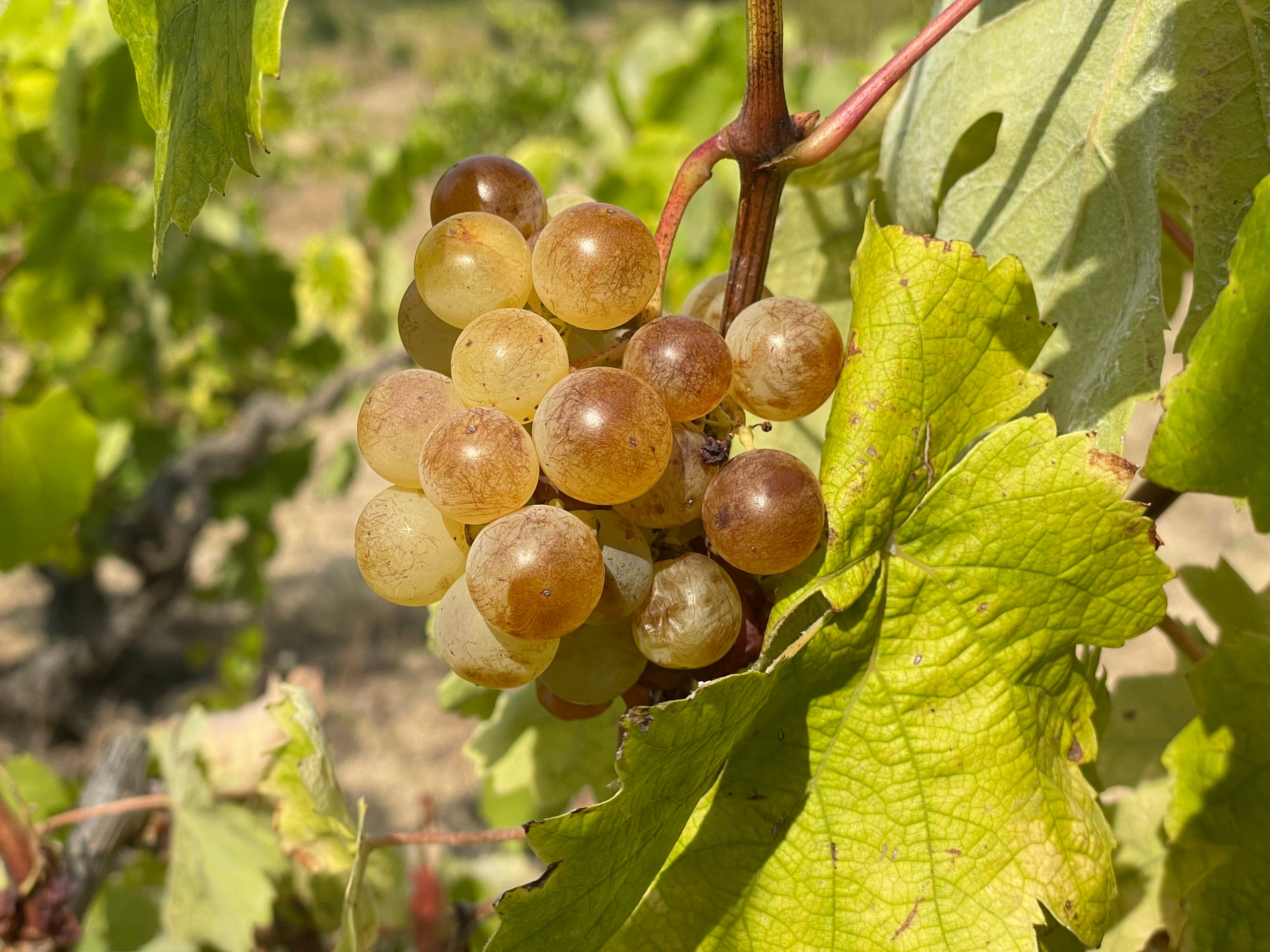Gotim de pansa blanca de vinya vella | Òscar Pallarès