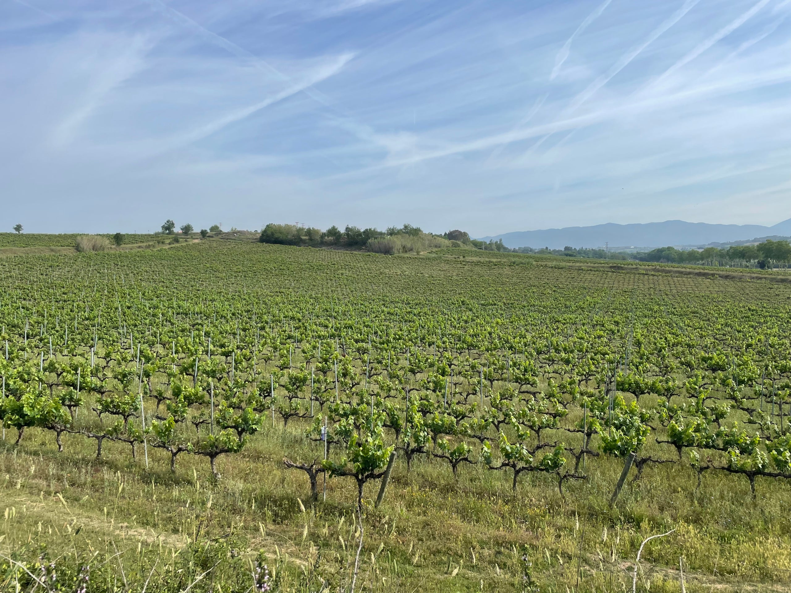 Vinya de Valldoriolf, a la Roca del Vallès | Òscar Pallarès
