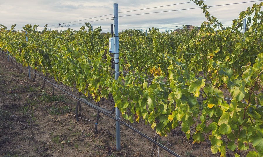 Imatge de les vinyes d'Edetària | Edetària (pàgina web)